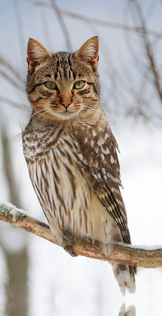 Owl Cat